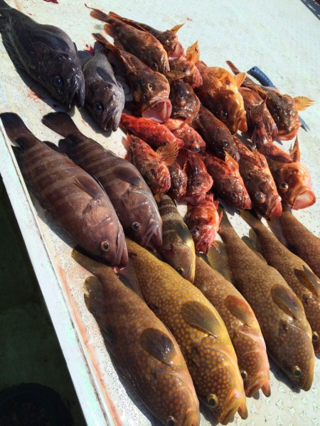 ポツポツと根魚