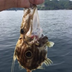 初めてのっ マトウ♫