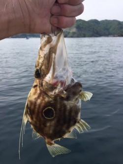 初めてのっ マトウ♫