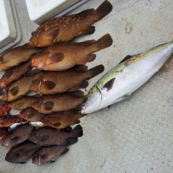 ナブラでメジロGET