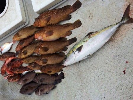 ナブラでメジロGET