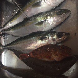 オフショアジギング