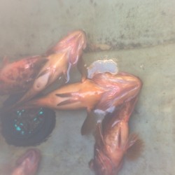 ポツポツと根魚