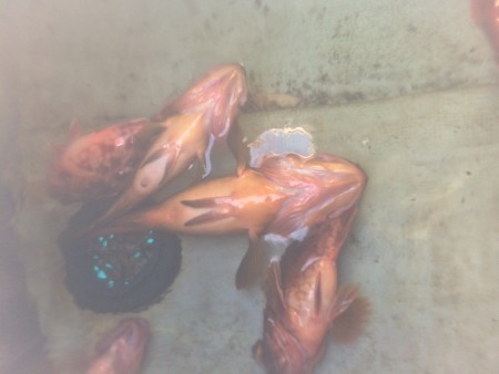 ポツポツと根魚