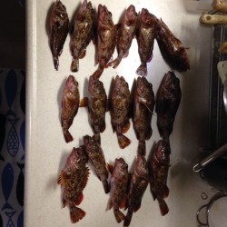 たまには釣船！