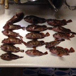 たまには釣船！