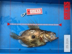 初めてのっ マトウ♫