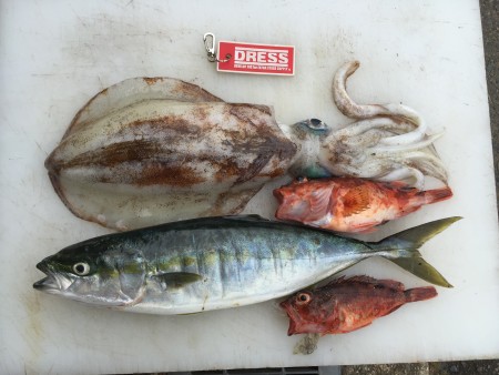 ティップランでの春イカ