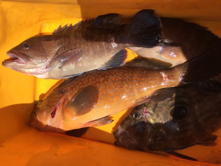 ロックフィッシュ