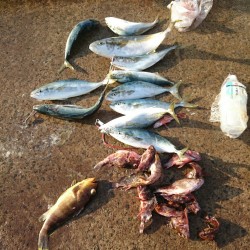 一年ぶりのリベンジ