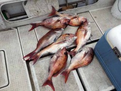 青森　鯛多ニック のライトジギング