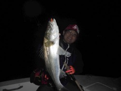 ルアー船マヒマヒ 投稿