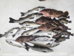 ルアー船マヒマヒ 投稿