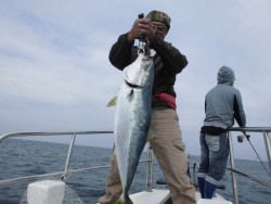スーパーコーリン丸 投稿ジギング、トップでブリ、メジロ好調