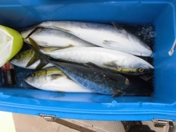 スーパーコーリン丸 投稿トップ、ジギングでブリ、メジロ好調でした。