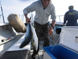 スーパーコーリン丸 投稿トップ、ジギングでブリ、メジロ好調でした。