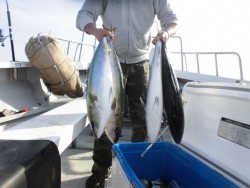 スーパーコーリン丸 投稿トップ、ジギングでブリ、メジロ好調でした。