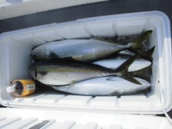 スーパーコーリン丸 投稿トップ、ジギングでブリ、メジロ好調でした。