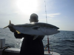 スーパーコーリン丸 投稿トップ、ジギングでブリ、メジロ好調でした。