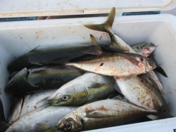 スーパーコーリン丸 投稿ジギング、ハマチ好調