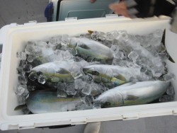 スーパーコーリン丸 投稿ジギング、ハマチ好調