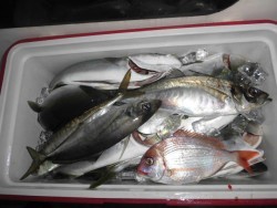 スーパーコーリン丸 投稿ジギング、ハマチ好調