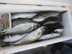 スーパーコーリン丸 投稿ジギング、ハマチ好調