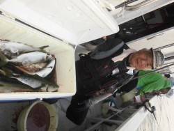 スーパーコーリン丸 投稿ジギング、ハマチ好調