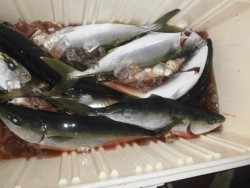 スーパーコーリン丸 投稿ジギング、ハマチ好調