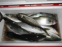 スーパーコーリン丸 投稿ジギング、ハマチ好調