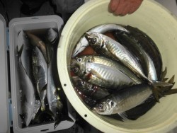 スーパーコーリン丸 投稿ジギング、ハマチ好調