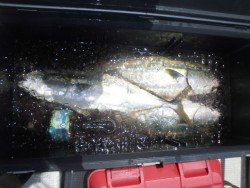 スーパーコーリン丸 投稿ジグ、トップでブリ、メジロ