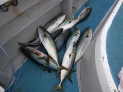 スーパーコーリン丸 投稿ジギング、トップでブリ、メジロ好調