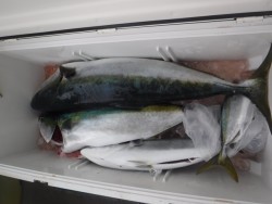 スーパーコーリン丸 投ブリ、メジロ好調