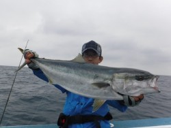 スーパーコーリン丸 投稿トップでブリ好調