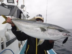 スーパーコーリン丸 投稿トップでブリ好調