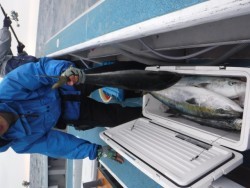 スーパーコーリン丸 投稿トップでブリ好調