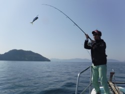 スーパーコーリン丸 投稿ブリ、メジロ好調