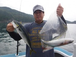 スーパーコーリン丸 投稿ブリ、メジロ好調