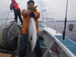 スーパーコーリン丸 投稿ブリ、メジロ好調