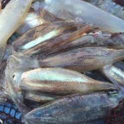 ムギ&マルリベンジ