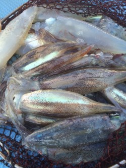 ムギ&マルリベンジ