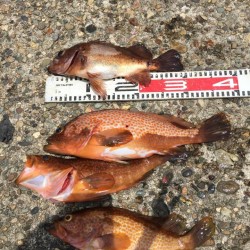 淡い期待とは裏腹に