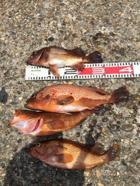 淡い期待とは裏腹に