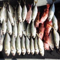 たいらばとえさ