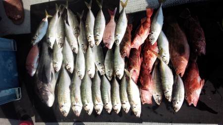 たいらばとえさ