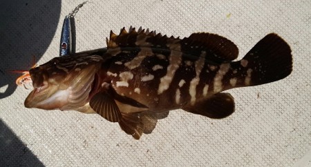 人生初の　クエ！