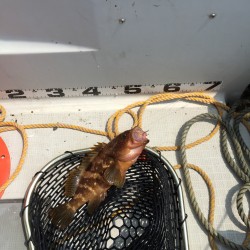 小浜沖 劇渋釣行