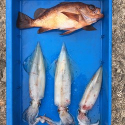 イカメタルでシロイカゲッチュ！