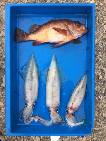 イカメタルでシロイカゲッチュ！